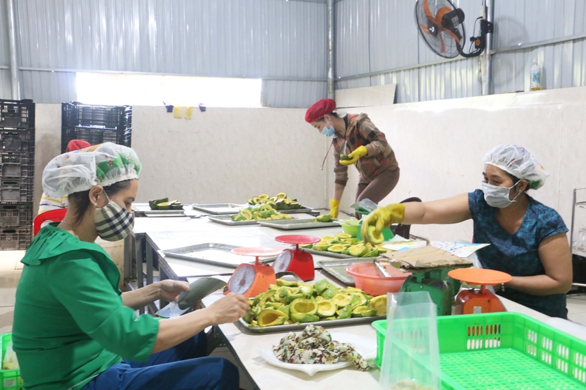 Người tiên phong chế biến bơ đông lạnh Chế biến bơ đông lạnh tại cơ sở Nguyễn Thanh Phúc. Ảnh: Quang Tấn