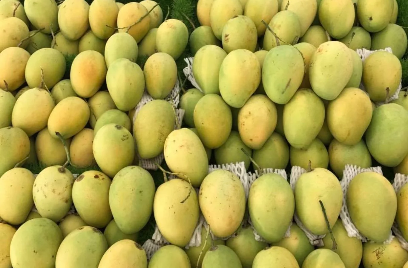 Xoài Cát Chu đông lạnh 100gr ưu điểm xoài cát chu