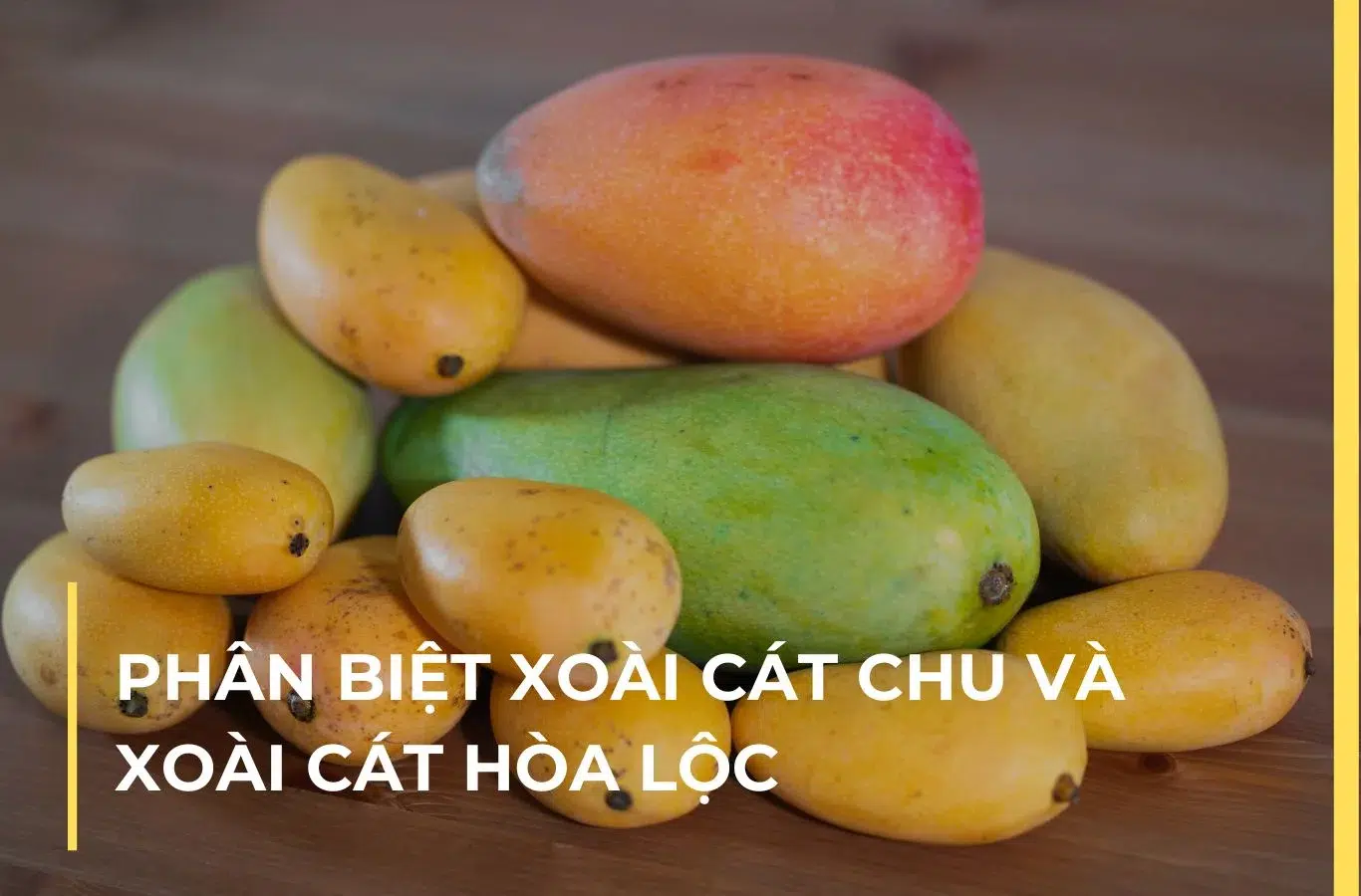 Phân biệt xoài cát chu và xoài cát hòa lộc: Hình dáng và hương vị